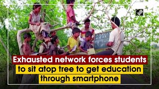 Exhausted network forces students to sit atop tree to get education through smartphone