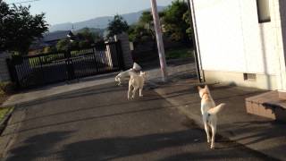 2015 05 06 エリザベスカラーを装着したユキちゃん