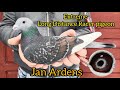 Jan Aarden Racing pigeons| Jan Aarden Pigeons| Machiel Bujik| Kalapati| Extreme Long Distance pigeon