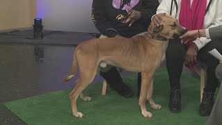 Ready Pet GO! Big Paws Large Breed Rescue visits 3News with Rusty!