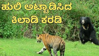 Bear Chasing tiger | Nagarahole forest | ಹುಲಿಯನ್ನೇ ಅಟ್ಟಾಡಿಸಿದ ಕರಡಿ | ನಾಗರಹೊಳೆ |