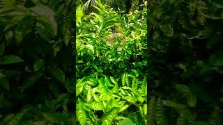 #Zs garden #outdoorplants  #shortvideo #shorts