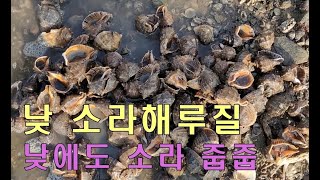 낮에도 소라패턴을 알면 소라 줍줍