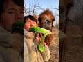 Camel eating fruits #animals #camel #desertanimal #ytshorts #Wildlife