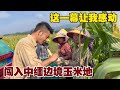 Exploring China-Myanmar Border Cornfields: Heartwarming Dai Hospitality!