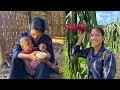 Harvest Dragon Fruit to sell at the market ! Life of  17-year-old single mother