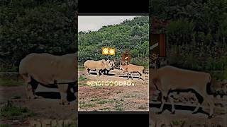 cow vs rhino #trending #animals #cow #rhino #viralvideo #freefire #grandmaster #wildlife #shorts