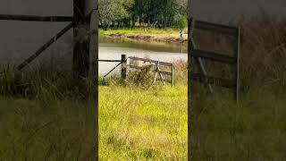 Fishing in the Farm Pond. #georgia #southern #traditions #outdoors #nature #shorts #fyp #fishing