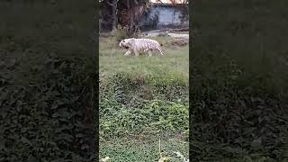 Indian Royal Bengal#tiger khunkhar Sher #shorts#viral#video