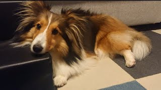 【シェルティ】階段にアゴを乗せて眠そうにしている犬が可愛すぎる Sheltie puts her chin on the step