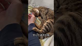 癒しをありがとう#猫 #野良猫から家猫へ #猫のいる暮らし #近距離ねこ #こんぱち