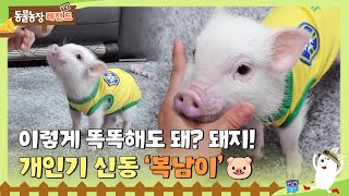 [TV 동물농장 레전드] 이렇게 똑똑해도 돼? 돼지! 개인기 신동 ‘복남이’🐷 #TV동물농장 #AnimalFarm #SBSstory