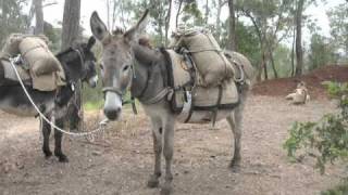 Pack Donkeys on Mount Baldy Atherton