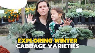 Winter Cabbage Varieties | Catherine Arensberg