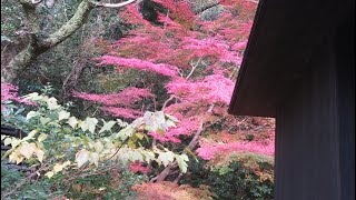 湯河原　万葉公園の紅葉 2024年12月11日