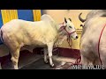 pakija enterprise qurbani cow 2023 🔥🔥 lodging u0026 unloding video