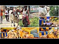 PAKIJA ENTERPRISE QURBANI COW 2023 🔥🔥 LODGING & UNLODING VIDEO