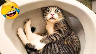 Funny ANIMALS videos 😂 Funniest CATS 😺 DOGS 🐶 HORSES 🐴