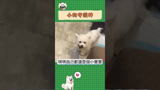 寶寶，你是一隻勇敢的狗狗 #可愛動物 #pets #dog #萌宠 #狗狗