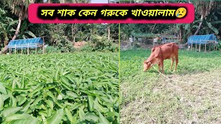 অবশেষে সব শাক গরুকে খাওয়ালাম 😢😢।। কৃষক হওয়ার আগে যা জানা প্রয়োজন।।