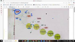 Respiratory chain | ETC | Electron Transport chain 1st year Biology | Oxidative phosphorylation