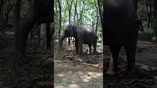 Lady elephant 'Ganga'🐘 හුණුපිටිය ගංගාරාමයේ ගංගා🥰#pets #animal #elephant #shorts #trending