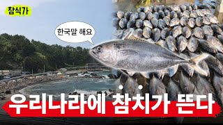 참치의 새로운 보금자리, 동해로 몰려드는 참다랑어🌊🐟 | 참치회사 김대표가 들려주는 참치 이야기 [참식가]