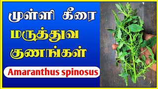 முள்ளி கீரை | Benefits of Mulli Keerai | Amaranthus spinosus | Tamil | Thanithuvamm