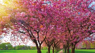 Cherry Blossom: A Breathtaking Symbol of Transience and Renewal | Flower Spectrum