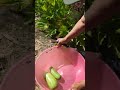 Zucchini Harvest 👀 With Bienvenida Meza At Verde Partnership Garden #shorts