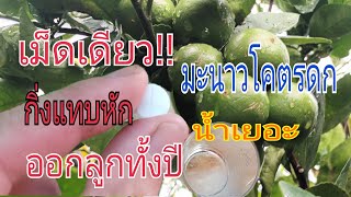 ปุ๋ยบำรุง\