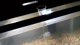Breeding tilapia indoor in a 10 gal aquarium