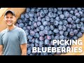 Picking Blueberries at a Local Blueberry Farm! + Tips on Growing Blueberries