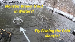 Monster Brown Trout in Winter?! Fly Fishing the Cold Months