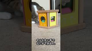 人間用のおもちゃで遊ぶ猫#shorts