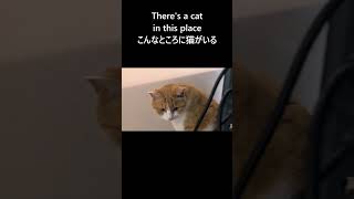 エアコンの温風の流れをきちんと計算する猫#shorts