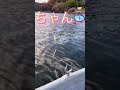 鳴沢湖にてワカサギ🎣🐟繊細なあたりだね♪