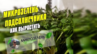 МИКРОЗЕЛЕНЬ ПОДСОЛНЕЧНИКА - КАК ПРОРАСТИТЬ ☘ ПРОРАЩИВАНИЕ ПОДСОЛНУХА ☘ СЕМЕНА ПОДСОЛНЕЧНИКА