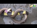 एक सांप ही दूसरे सांप को क्यों खाते है snake eating snake video amazing animal videos in hindi