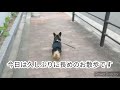 犬バカ いぬのいる生活 ミックス犬【コギックス】コーギー×ダックスフンドこむぎちゃんある日の散歩 日常