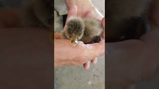 IMPRINTING #imprinting #imprint #babyduck #duckling #hatchling #newlyhatched #momma #10062022