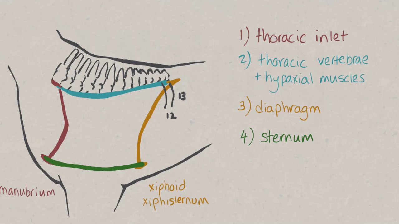 VNatomy - Thoracic Cavity - YouTube