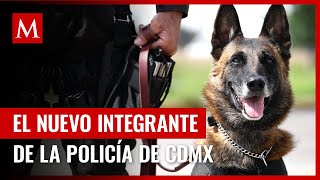 García Harfuch presenta al nuevo integrante de la Policía CDMX; usuarias lo llenan de piropos