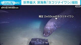 世界最大　深海魚「ヨコヅナイワシ」撮影成功　ノーカット映像で(2022年7月1日)