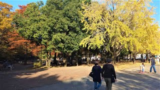 [360° VR] イチョウ並木の紅葉「光が丘公園（東京）」を散歩 / 2020.11