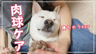 【肉球ケア】初めての肉球マッサージが気持ち良すぎた柴犬！