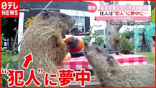 【愛くるしい姿】家庭菜園を荒らす“犯人”に住人は…  アメリカ