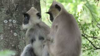 Gray langur