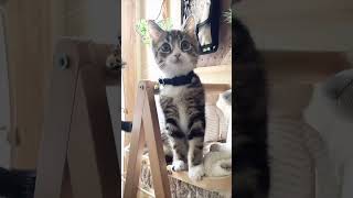 うちに来た次の日の猫。この日からもうすぐ1年かぁ〜#shorts #猫 #子猫