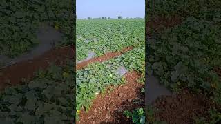 Muskmelon farming at mundawada agro-tourism